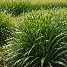 Как выглядит пырей: топ-10 фактов, которые вы не знали